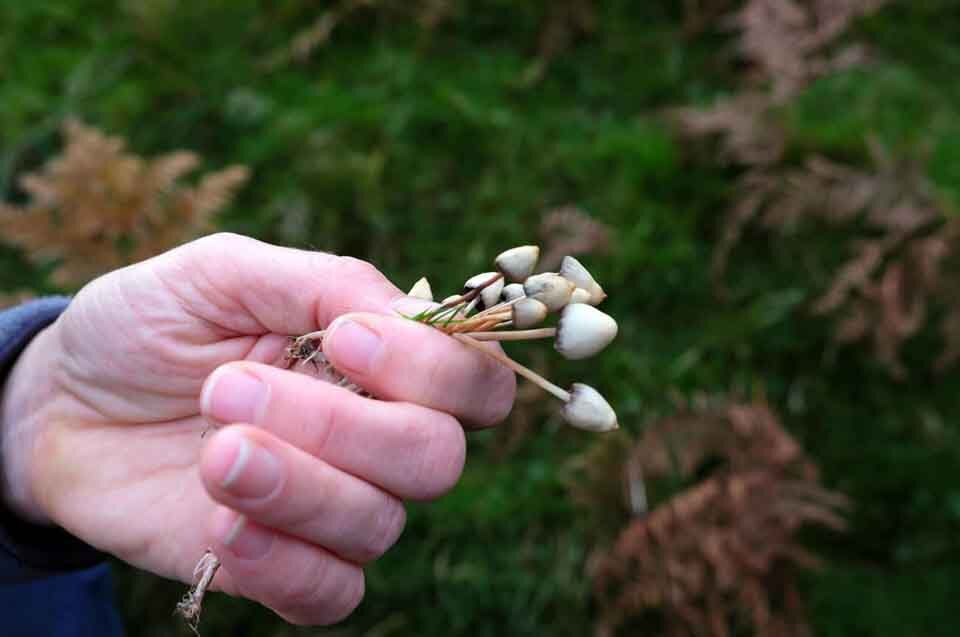 The Types Of Magic Mushrooms Within Oregon and How to Get Them | Daily ...