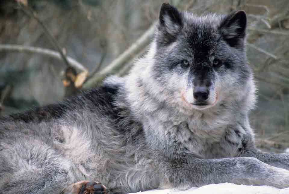Gray wolf - Oregon