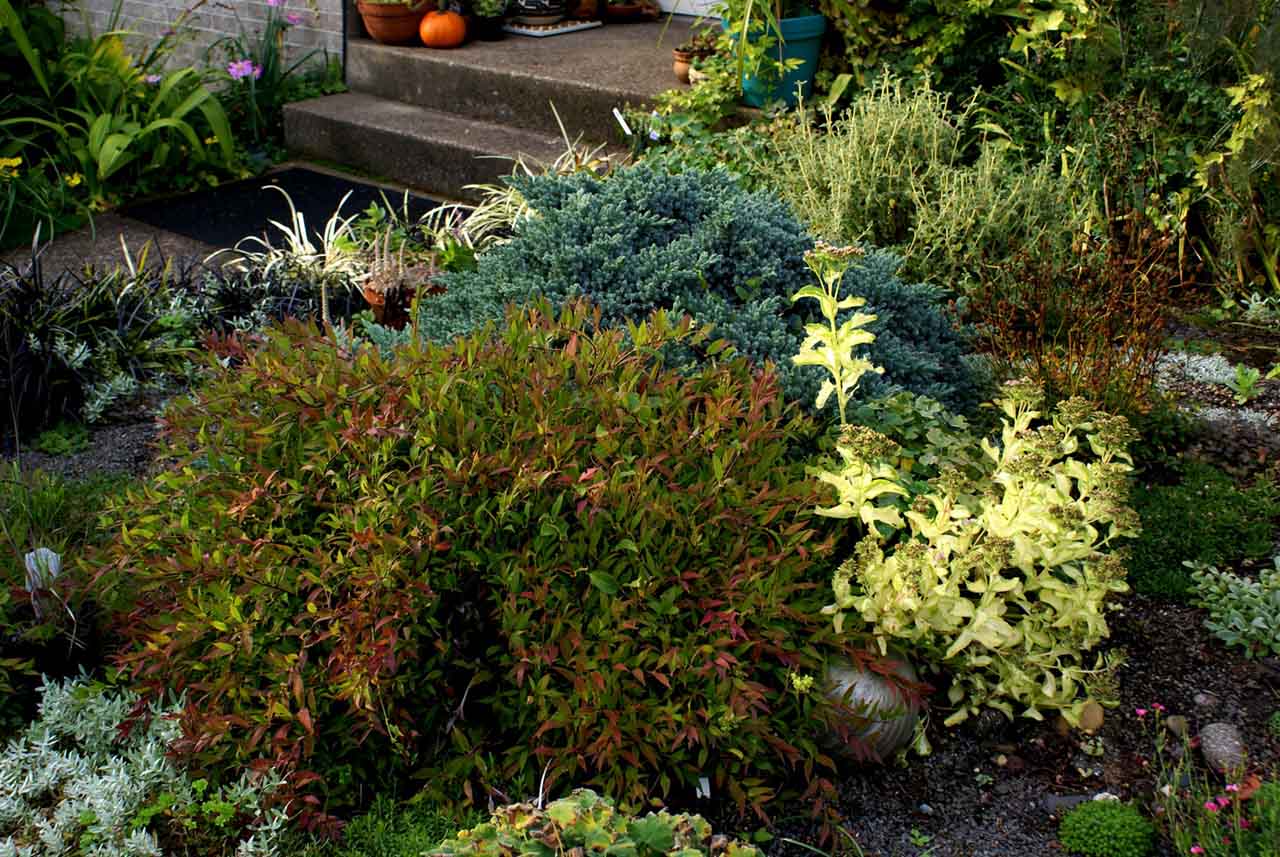 Juniper and deutzia backyard garden oregon