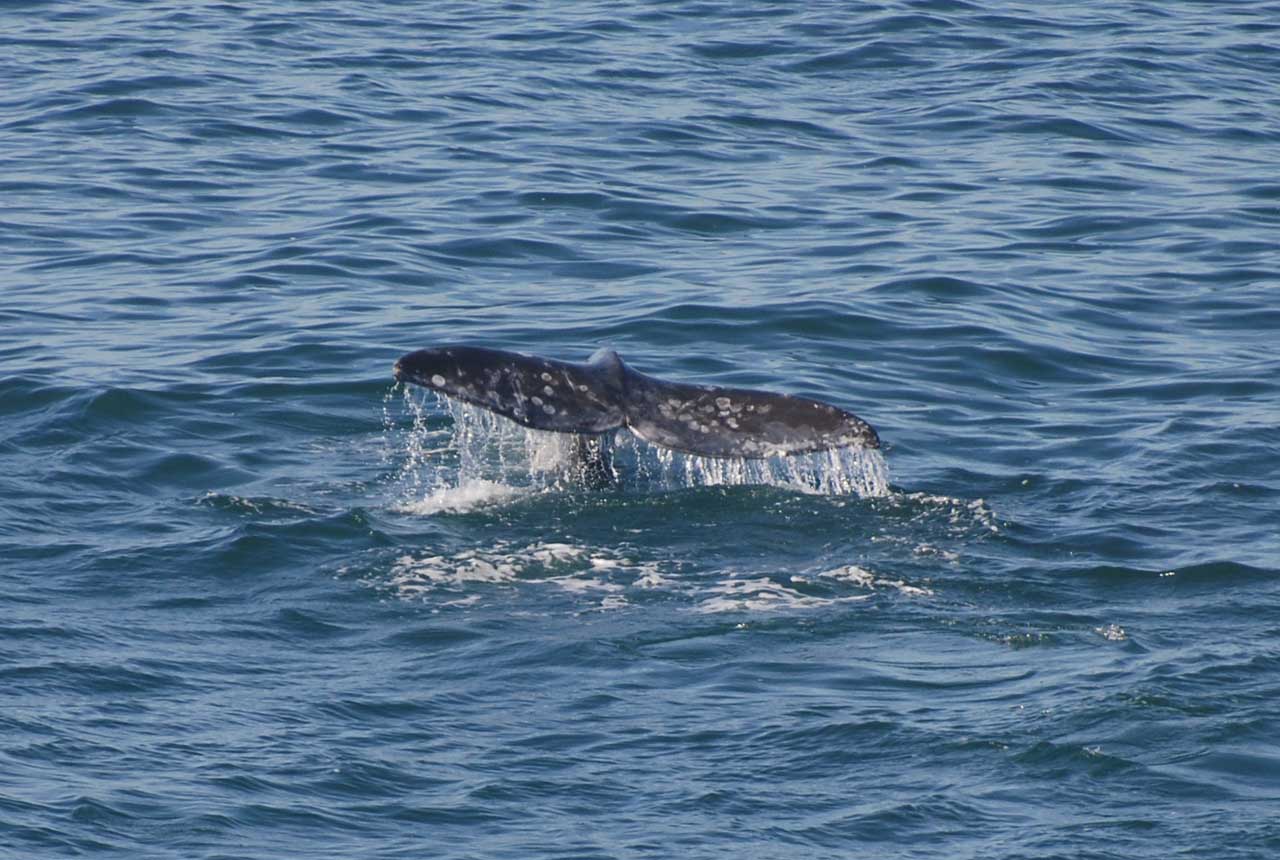 Gray-whale-Oregon-coast.jpg