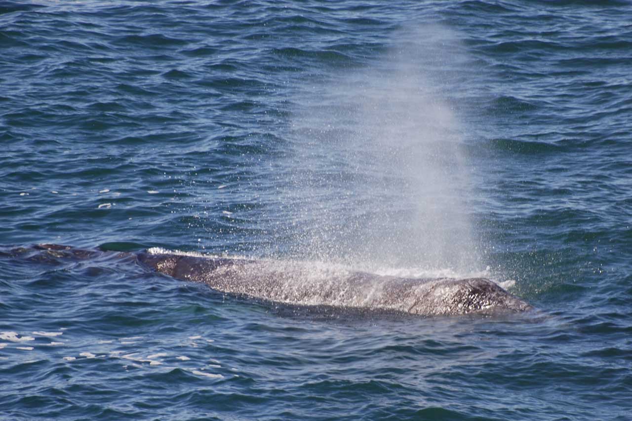 Gray_Whale_Spout_Oregon.jpg